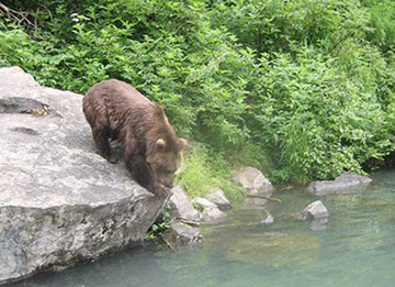 Alaska Brown Bear