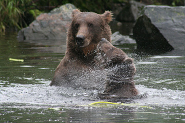 Alaska Brown Bears