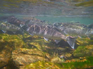 Alaska Red Salmon Fishing