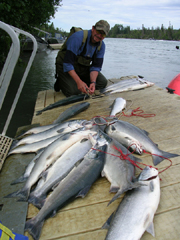 Alaska Sockeye Slamon Fishing on the Kenai River