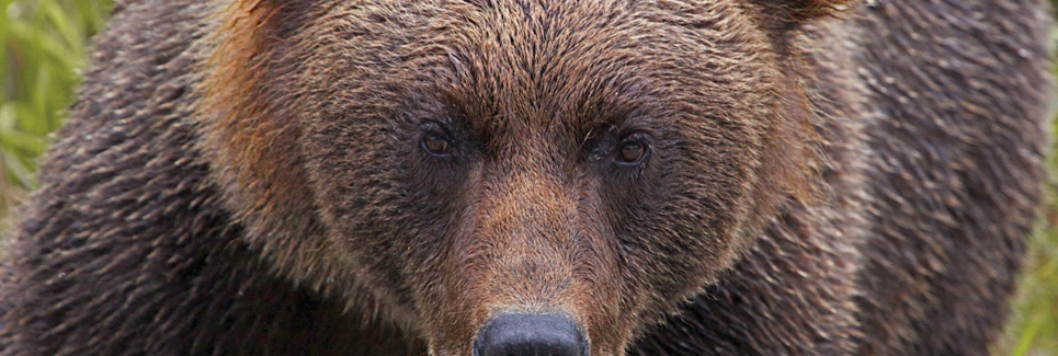 Grizzly Bear - Alaska Wildlife